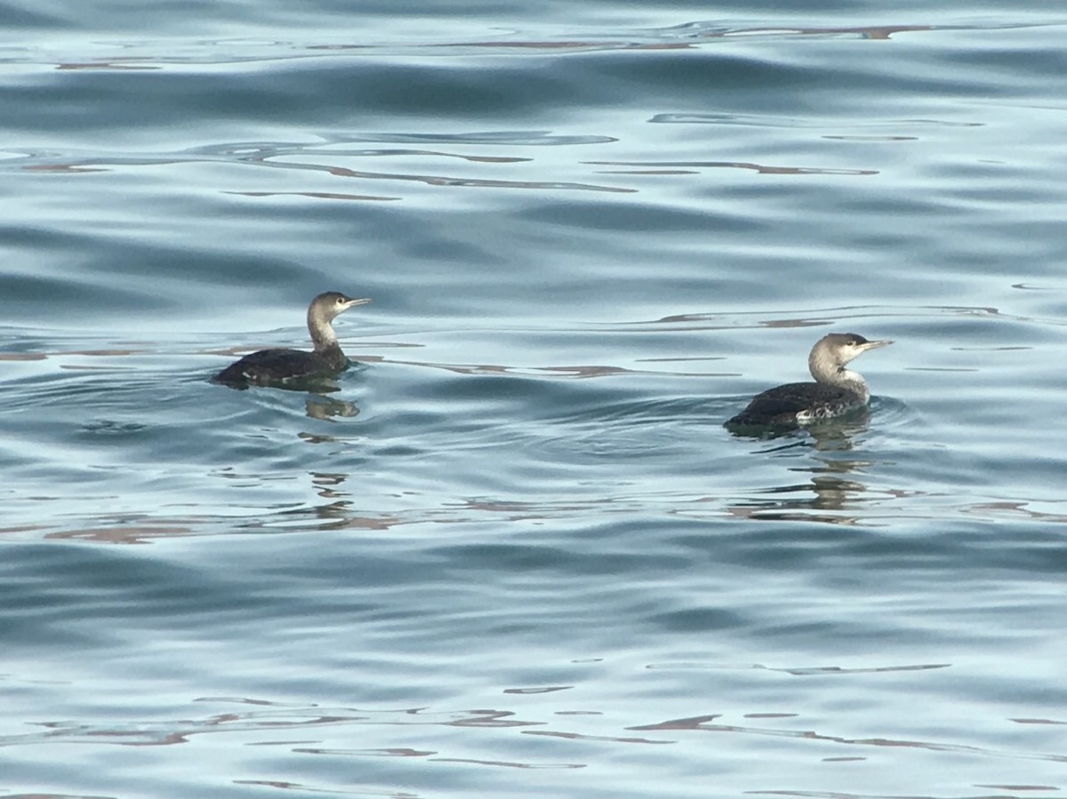 Red-throated Loon - ML88727081