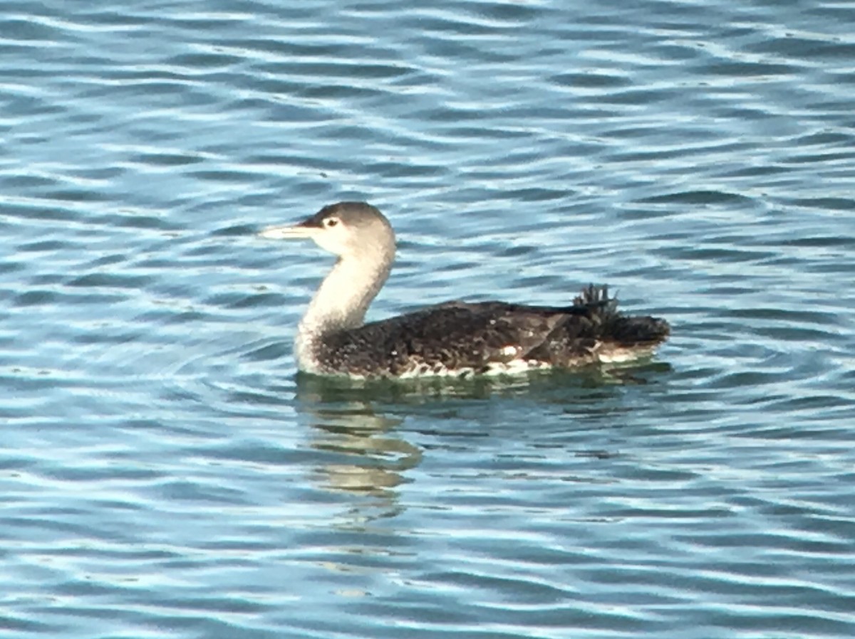 Red-throated Loon - ML88727091