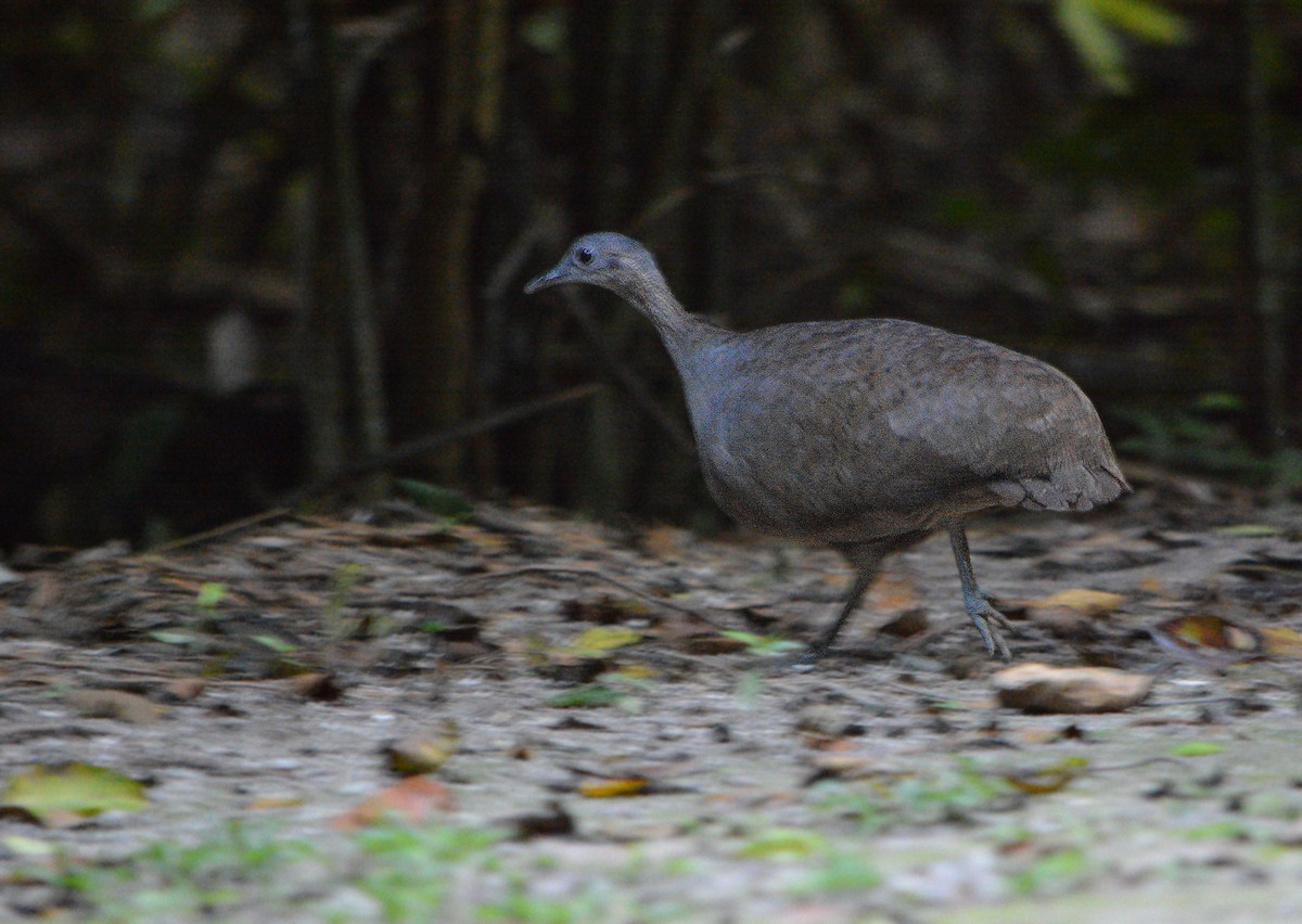 Great Tinamou - Jorge Dangel