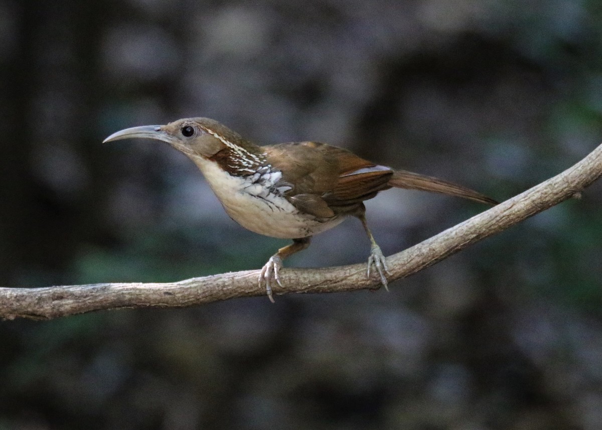 Large Scimitar-Babbler - Louis Hoeniger