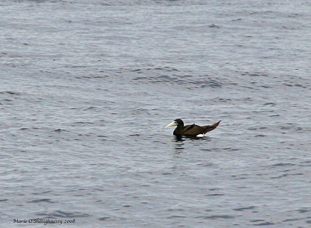 Brown Booby - ML88729501