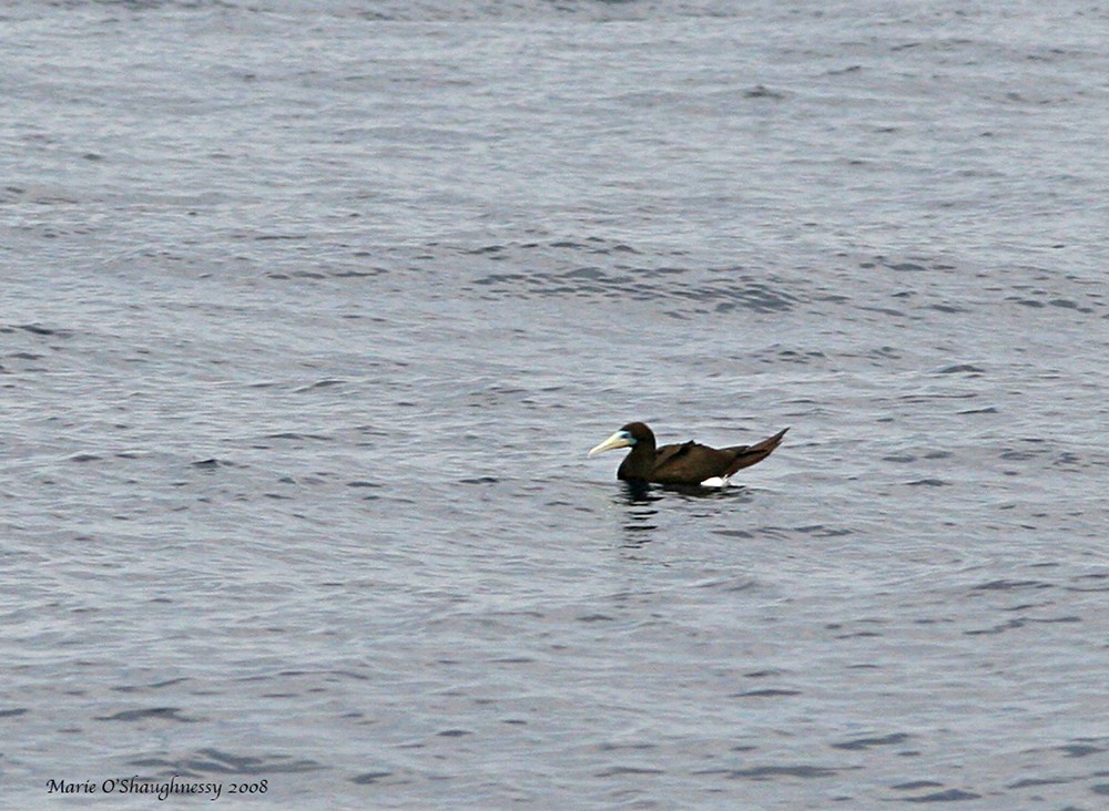 Brown Booby - Marie O'Shaughnessy