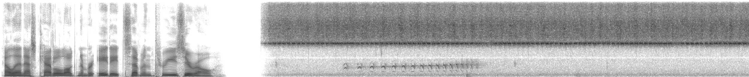 Conopophage roux - ML88730