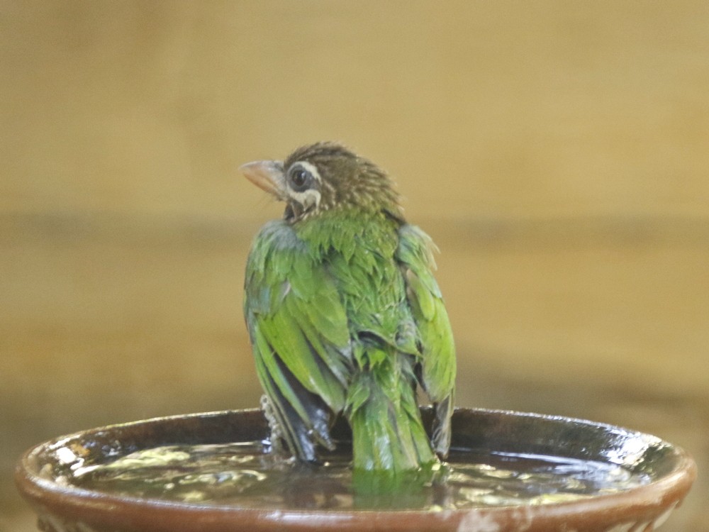 White-cheeked Barbet - Subhadra Devi