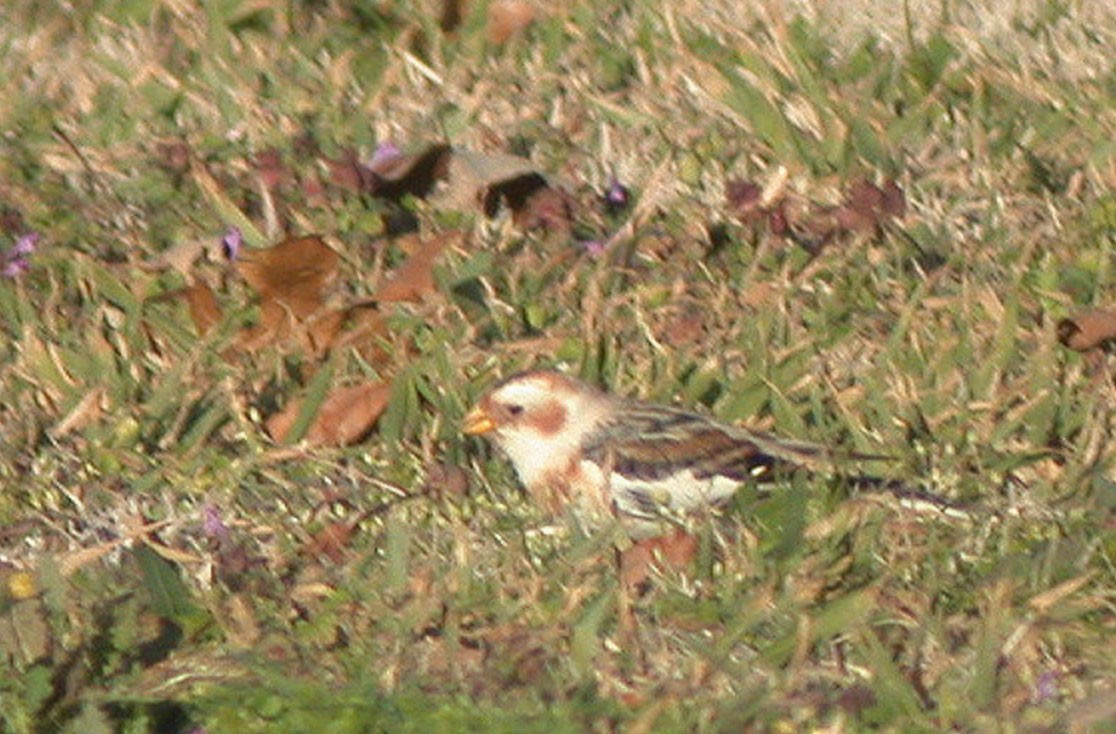 Snow Bunting - ML88730251