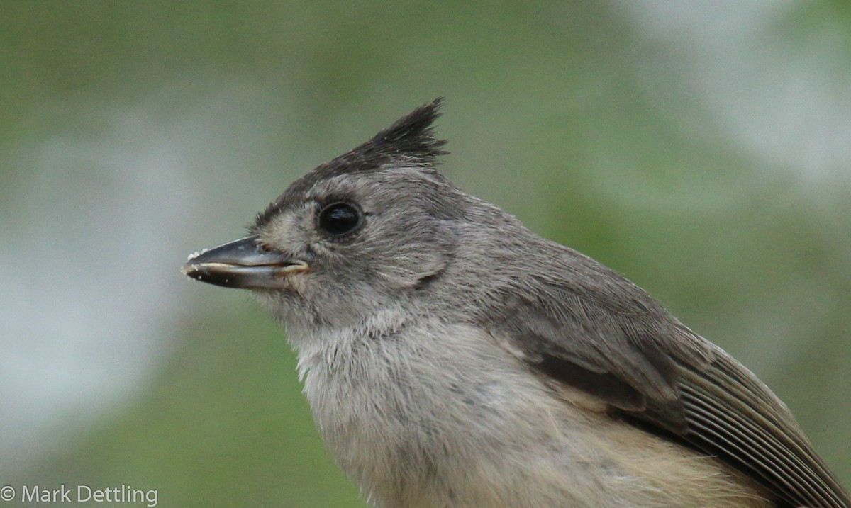 Black-crested Titmouse - ML88730371