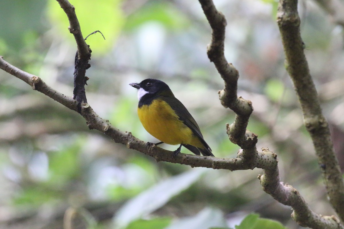 Sclater's Whistler - Richard Jeffers