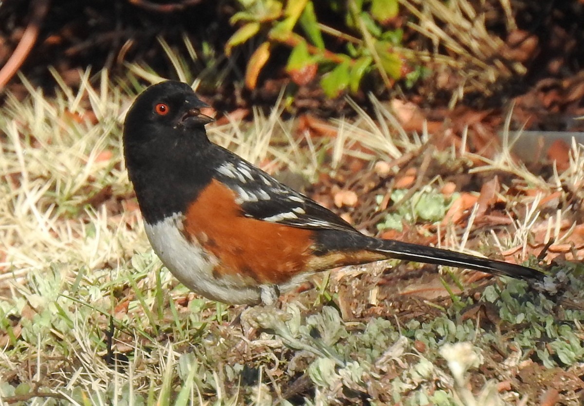 Spotted Towhee - ML88730741