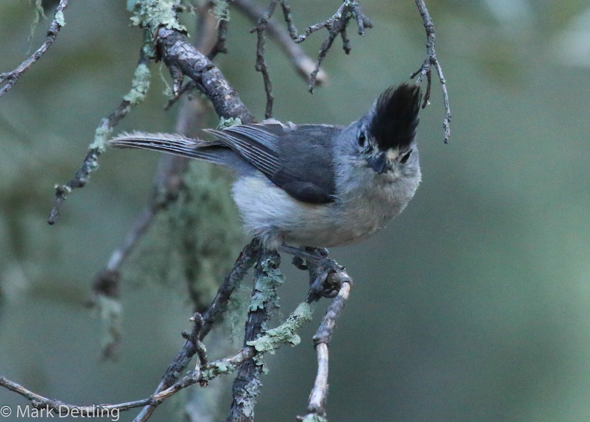 Black-crested Titmouse - Mark Dettling