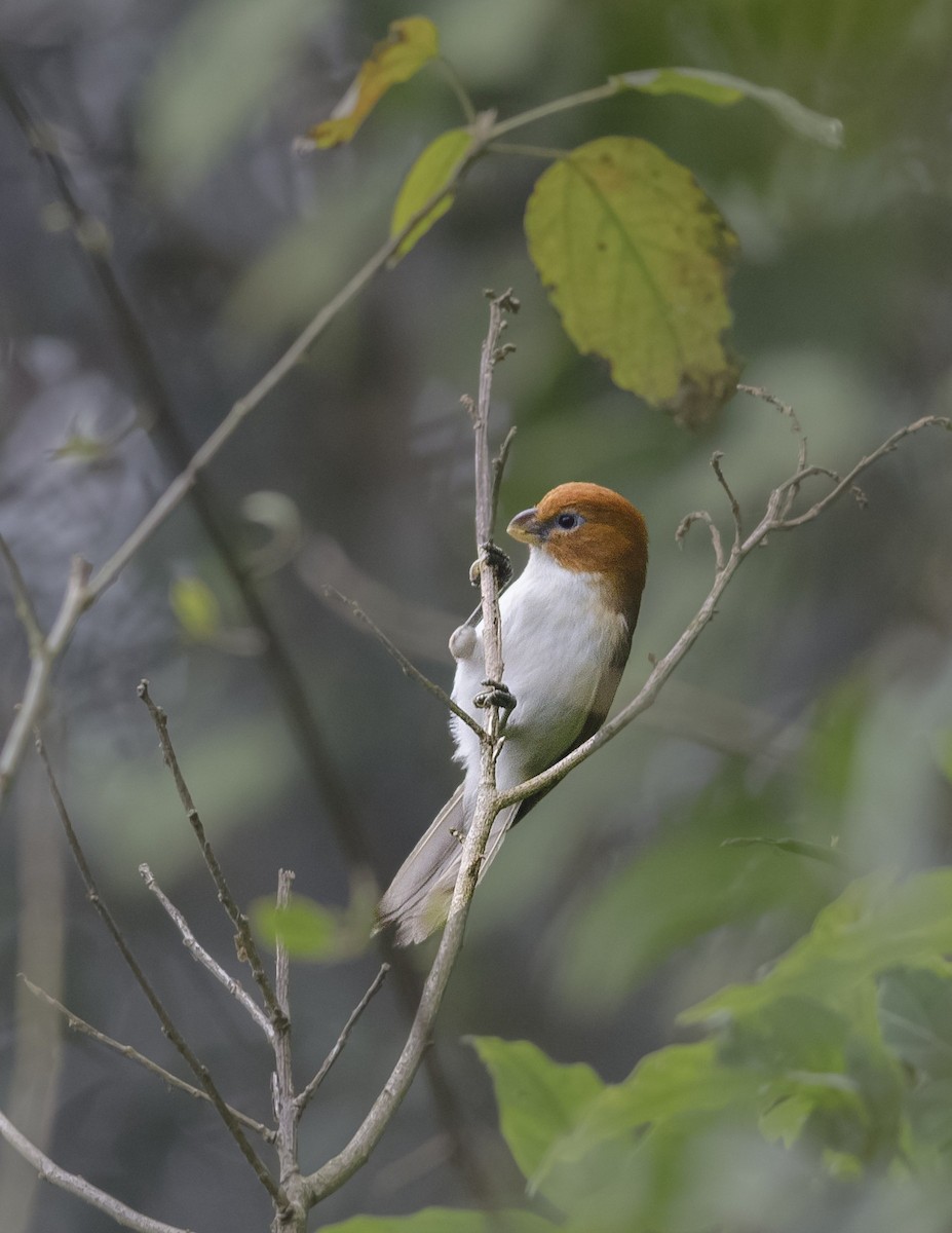 White-breasted Parrotbill - Ratul Singha