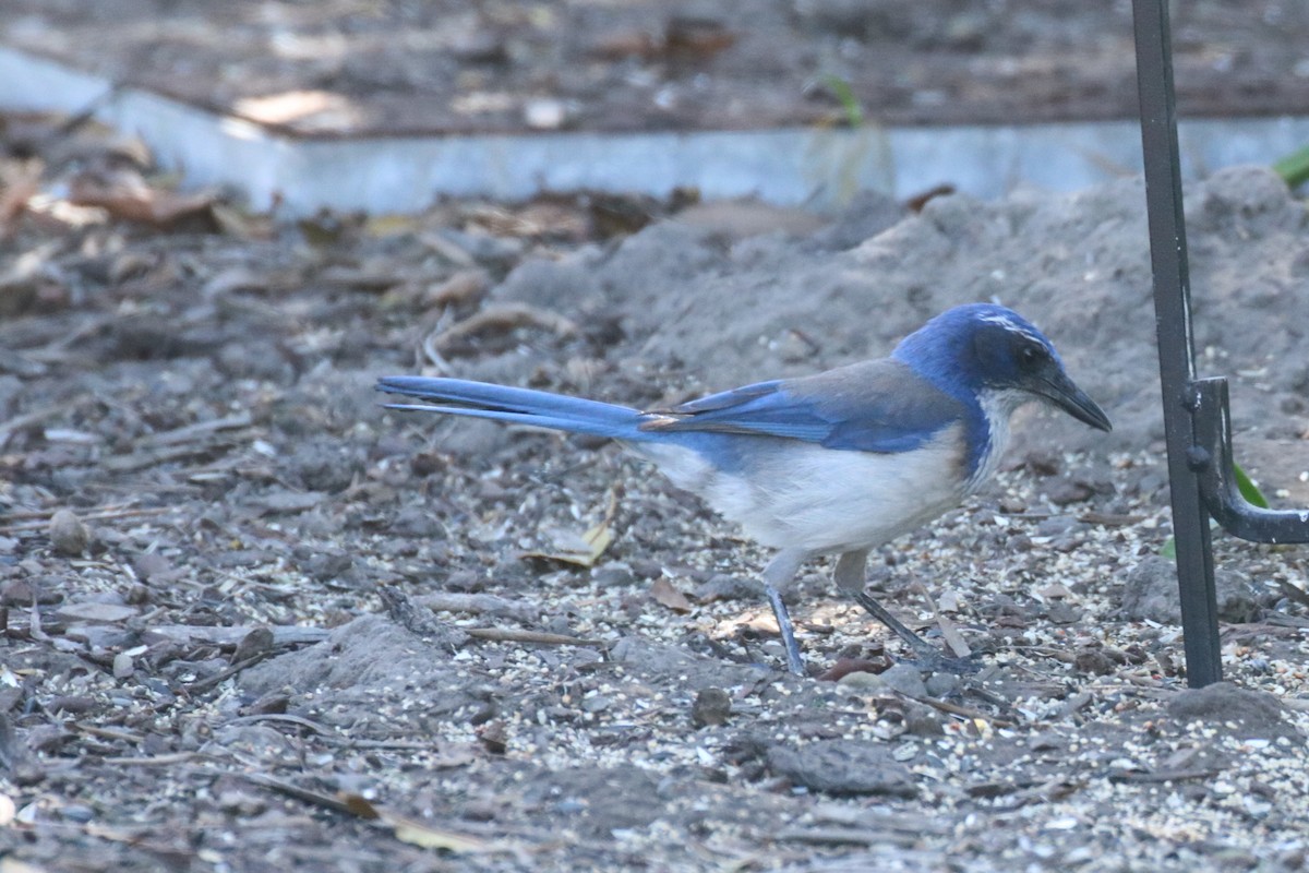 California Scrub-Jay - Andrew E and Rebecca A Steinmann