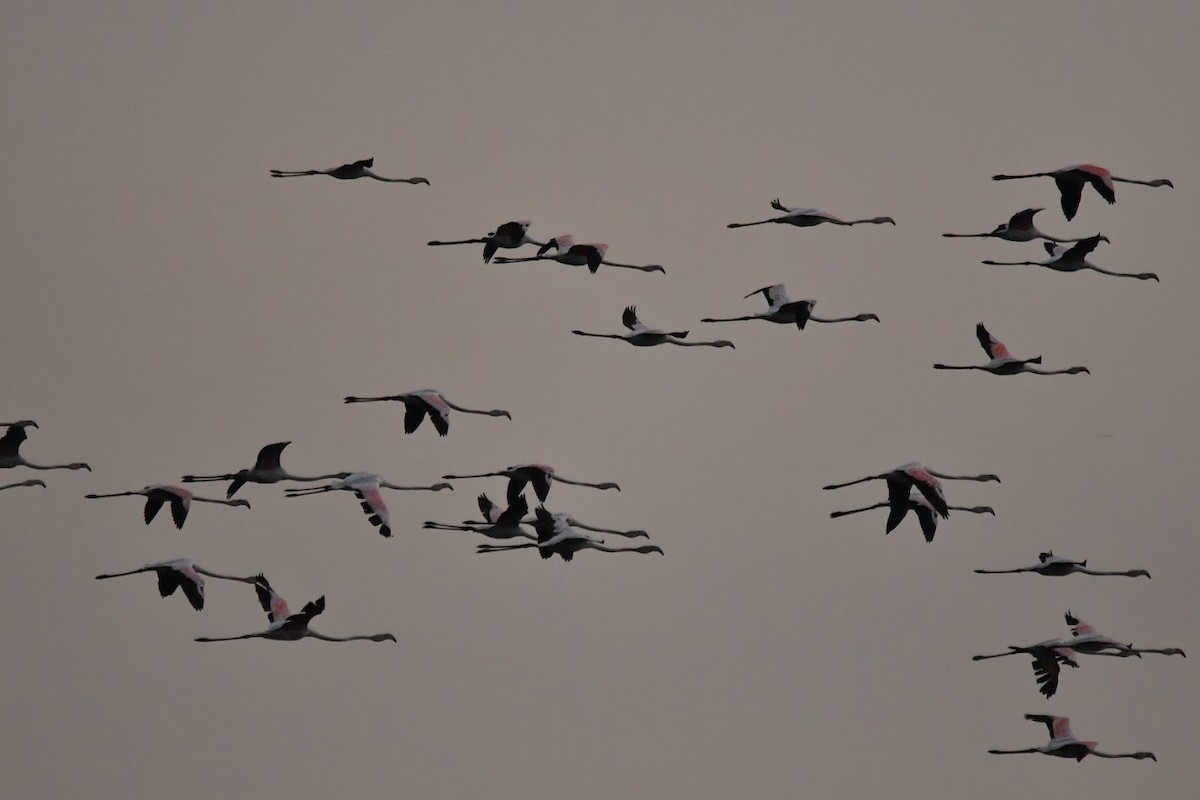 rosenflamingo - ML88734381