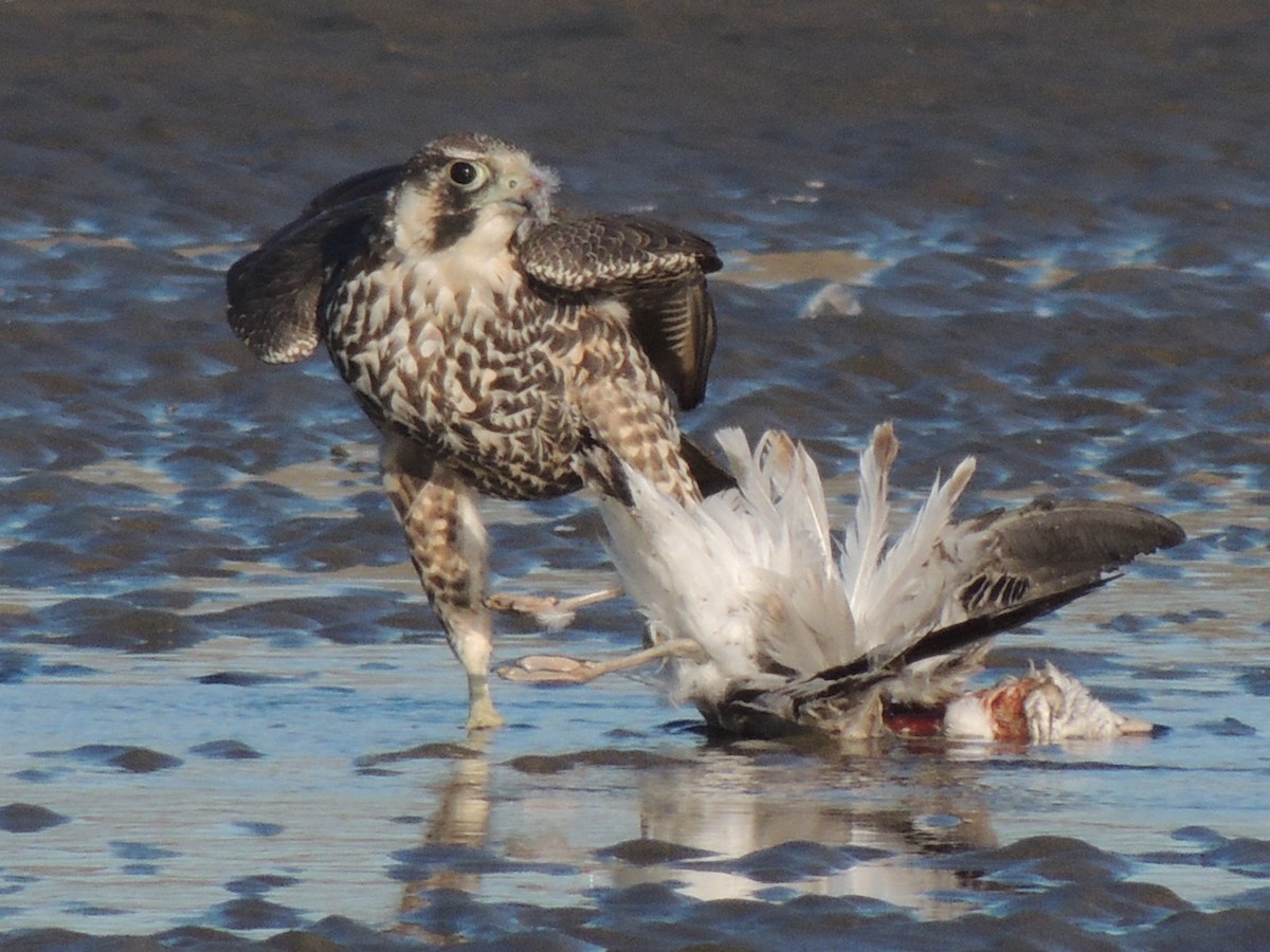 Peregrine Falcon - ML88736361