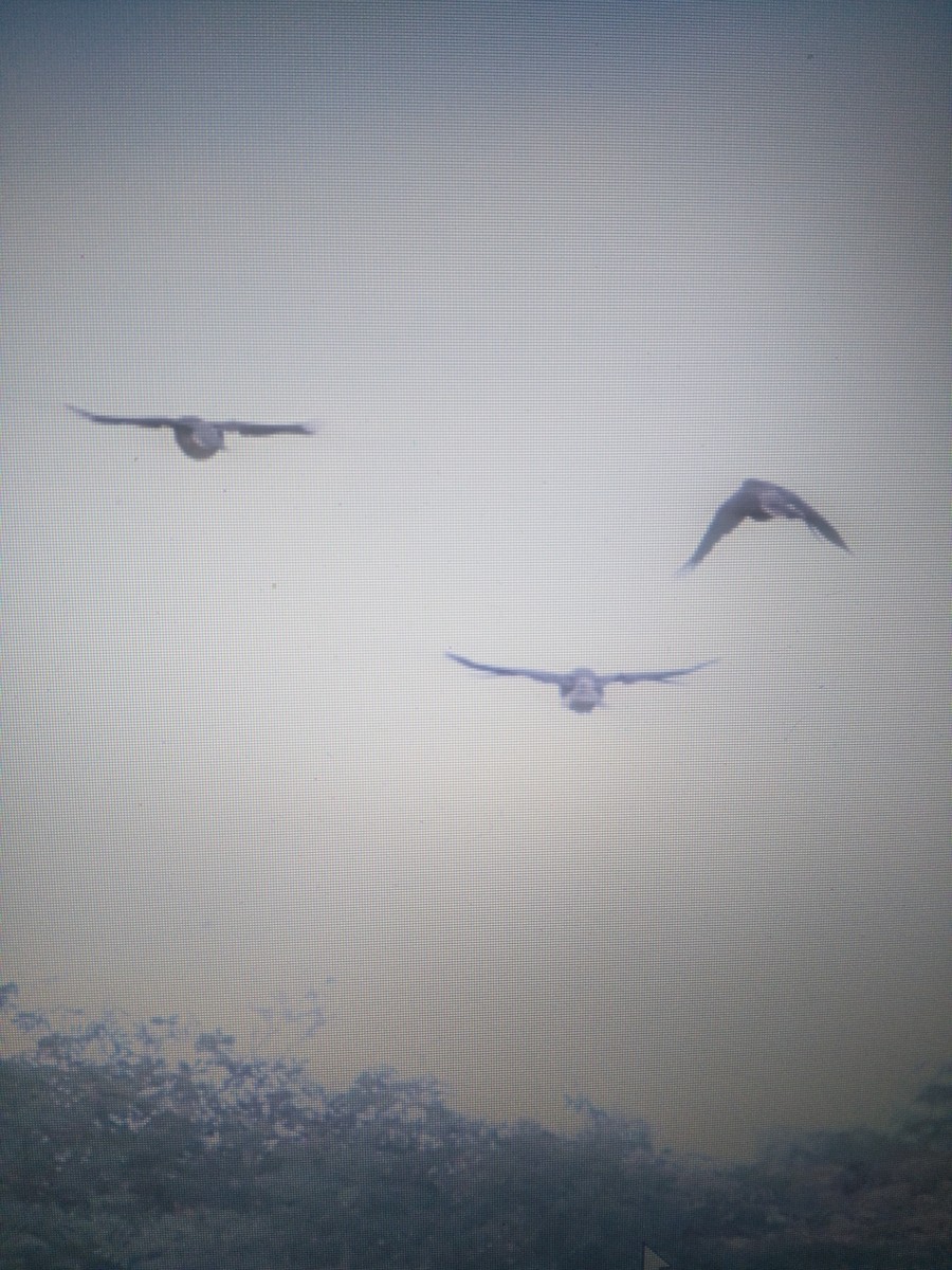 Large Gray Babbler - ML88736451