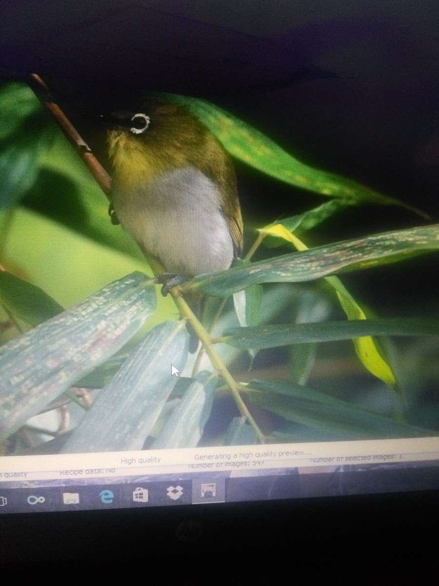 Indian White-eye - ML88736461
