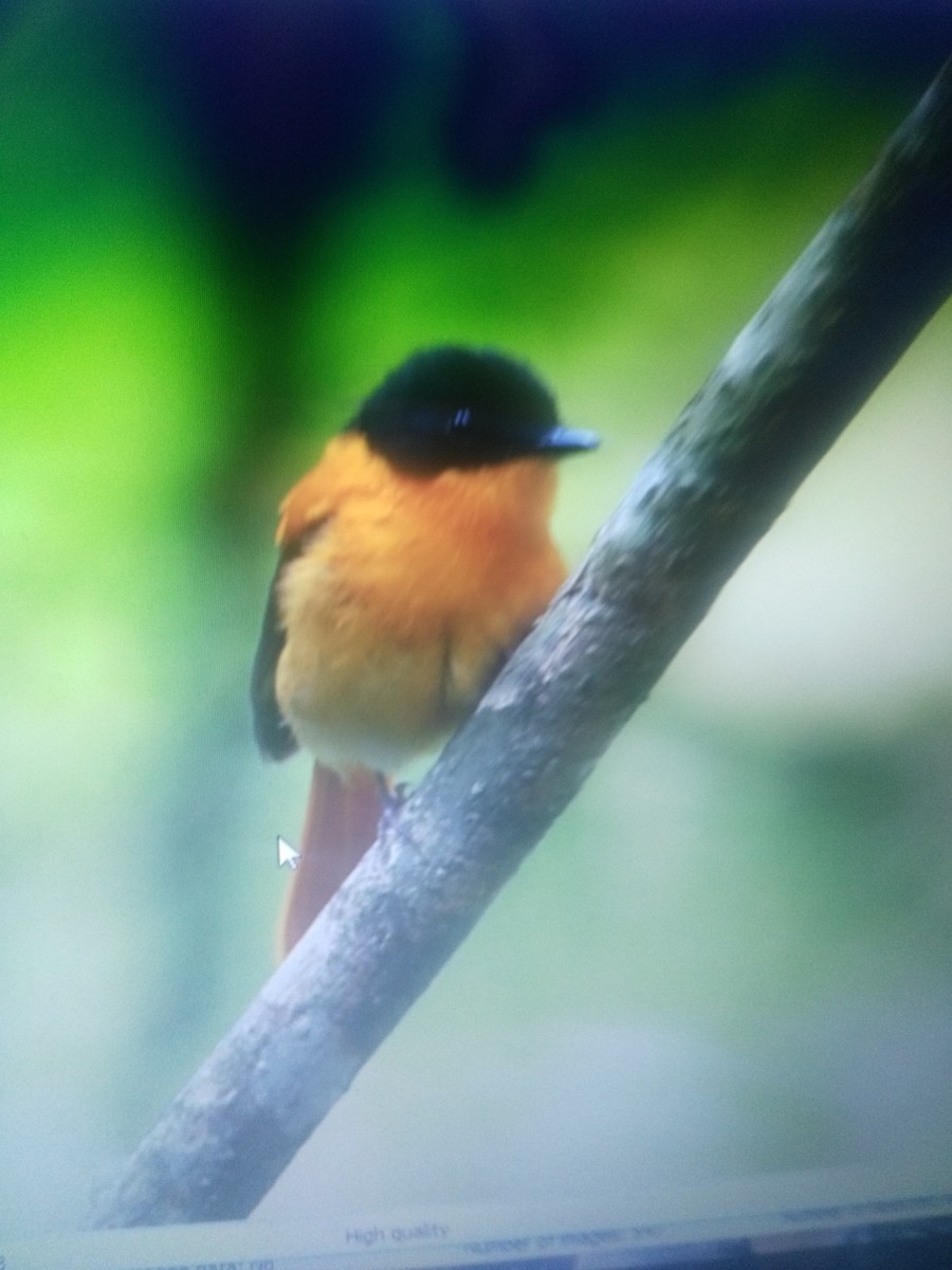 Black-and-orange Flycatcher - ML88736521
