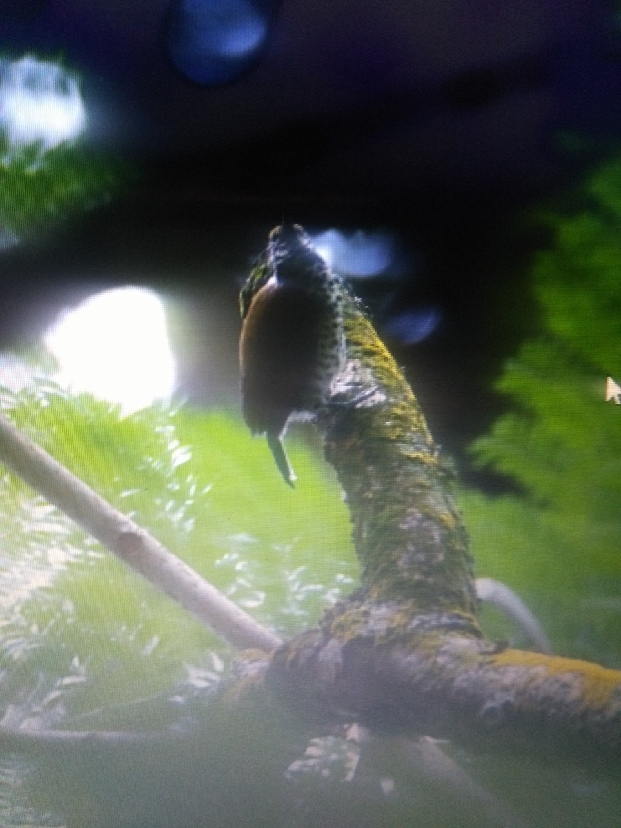 Speckled Piculet - ML88736601