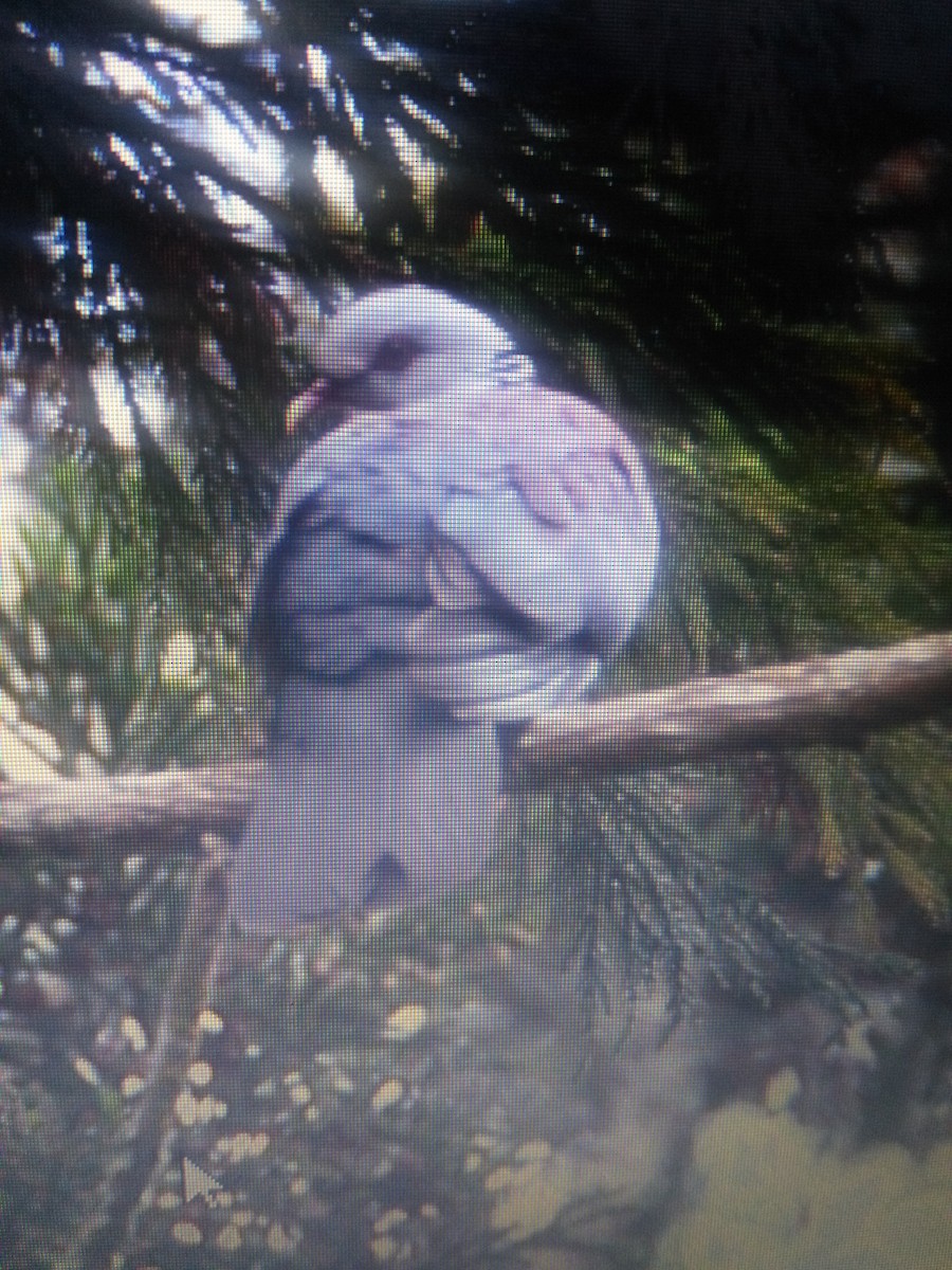 Nilgiri Wood-Pigeon - ML88736641