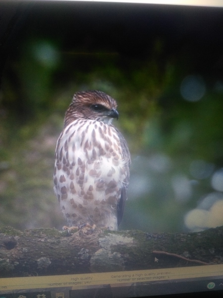Crested Goshawk - ML88736651