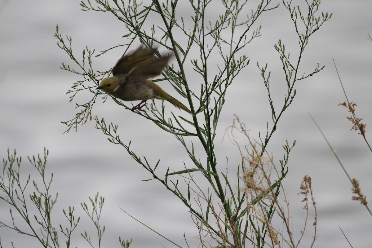 White-plumed Honeyeater - ML88737301