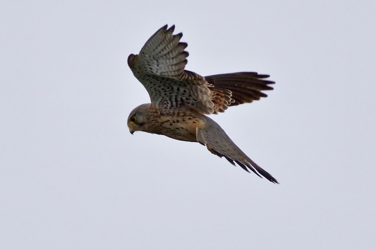 Eurasian Kestrel - ML88737321