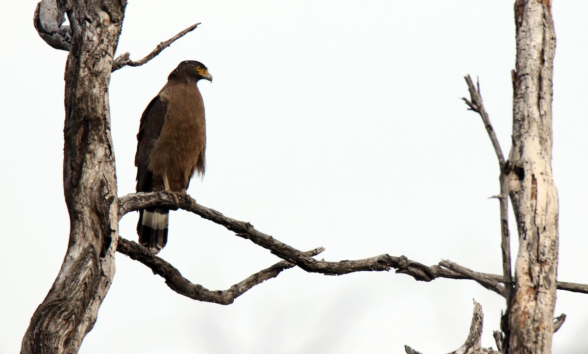 Crested Serpent-Eagle - Paras Raj Bora