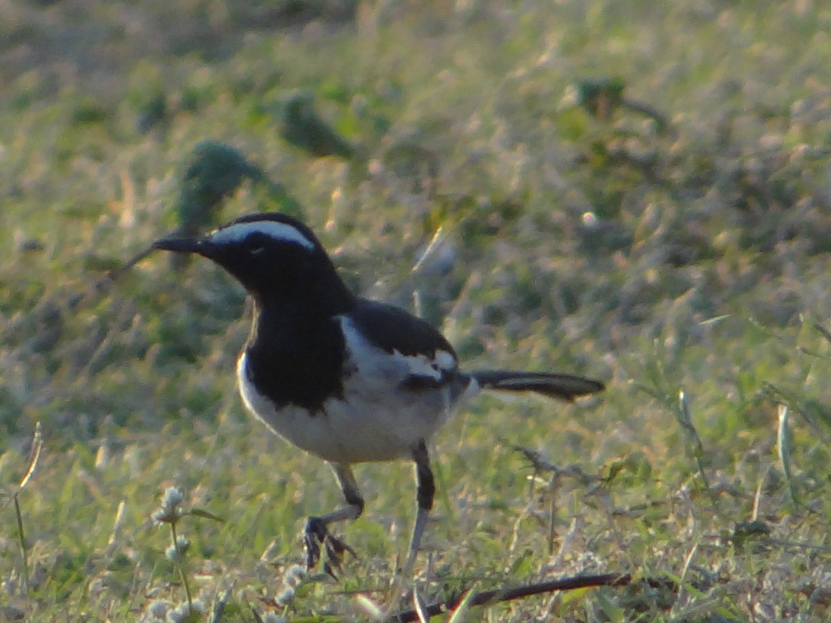 White-browed Wagtail - ML88741201
