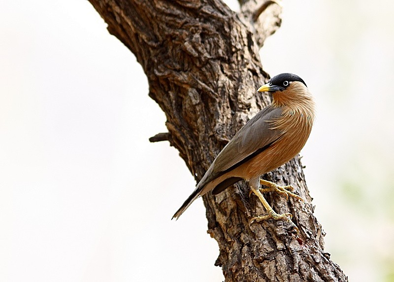 Brahminy Starling - Garima Bhatia
