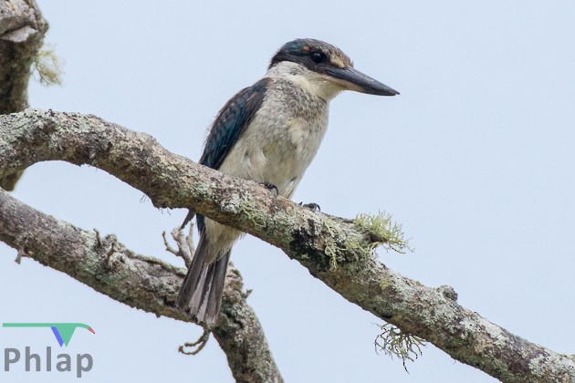 Sacred Kingfisher - ML88742041