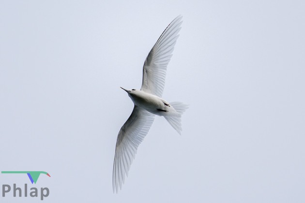 White Tern - Rodney Appleby