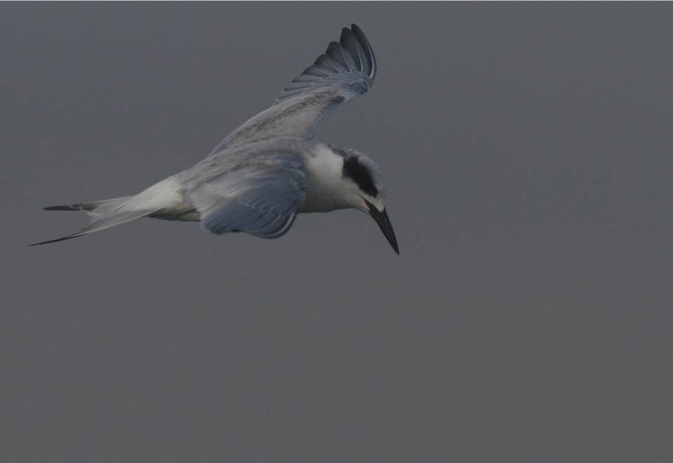 Forster's Tern - Paul Marvin