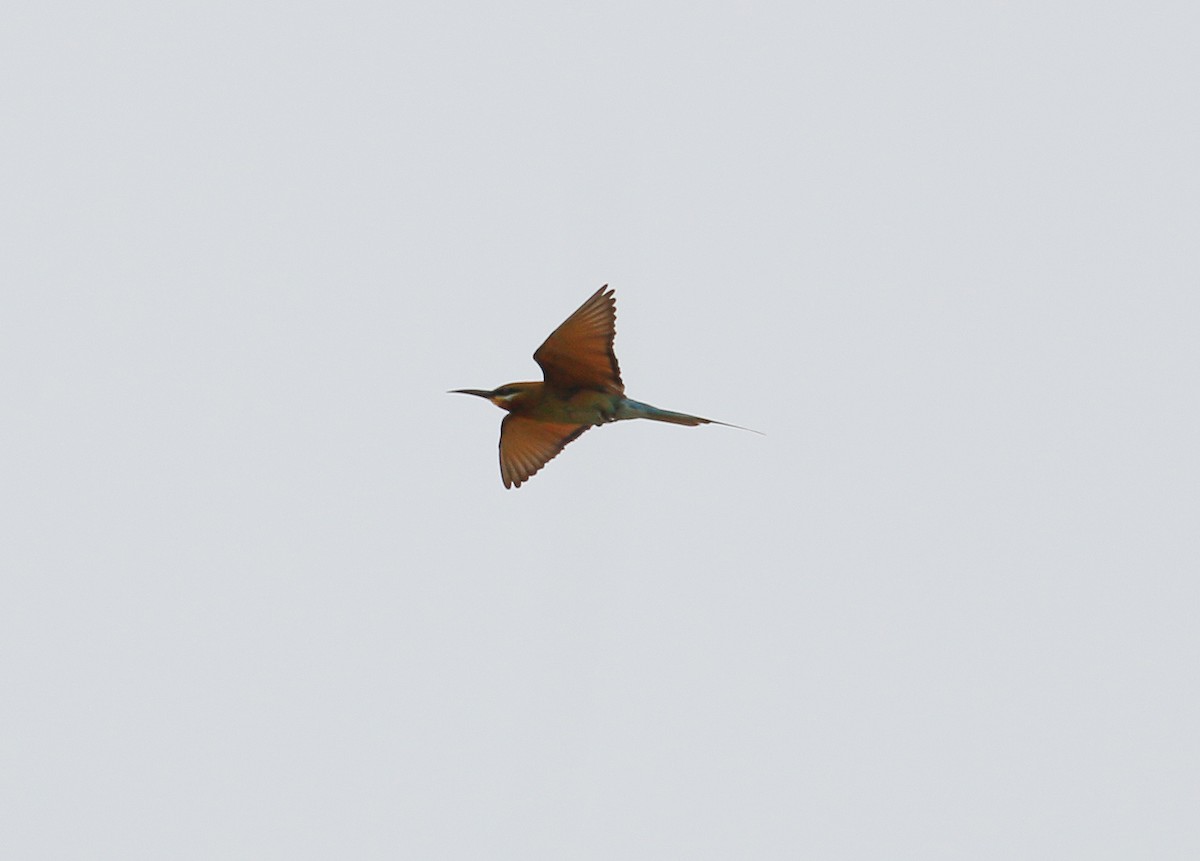 Blue-tailed Bee-eater - ML88743441