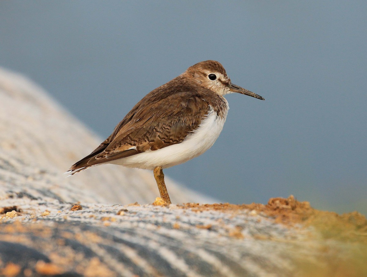 Common Sandpiper - Neoh Hor Kee