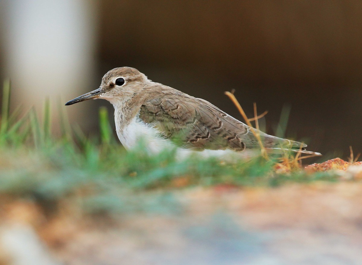 Common Sandpiper - Neoh Hor Kee