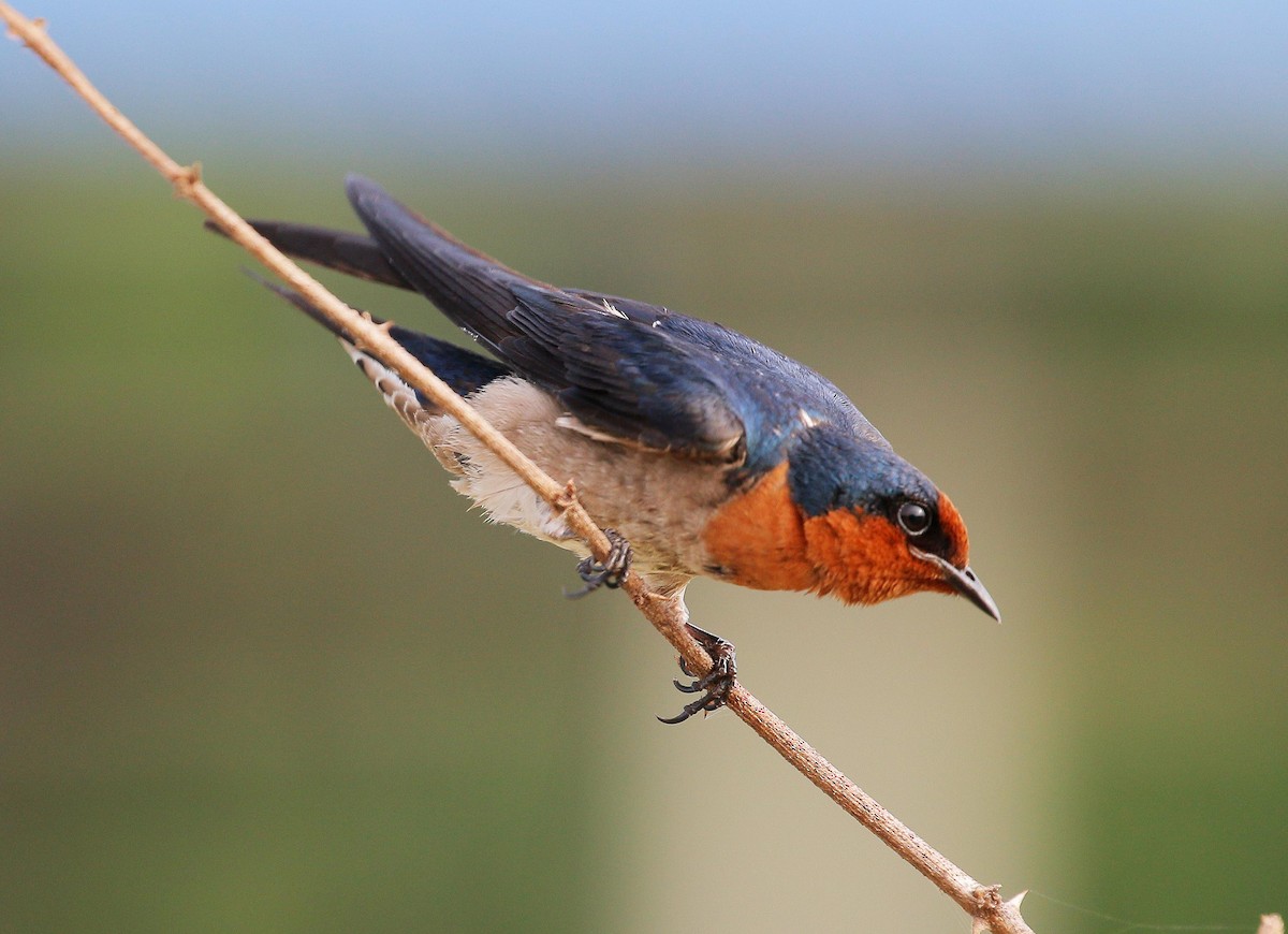 Pacific Swallow - ML88743831