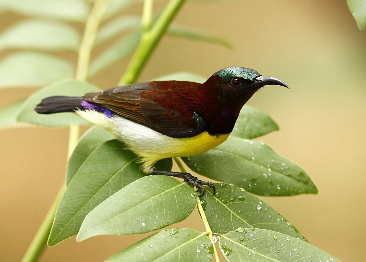 Purple-rumped Sunbird - Garima Bhatia