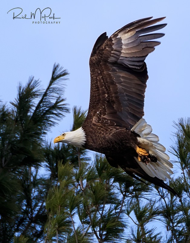 Bald Eagle - ML88746421