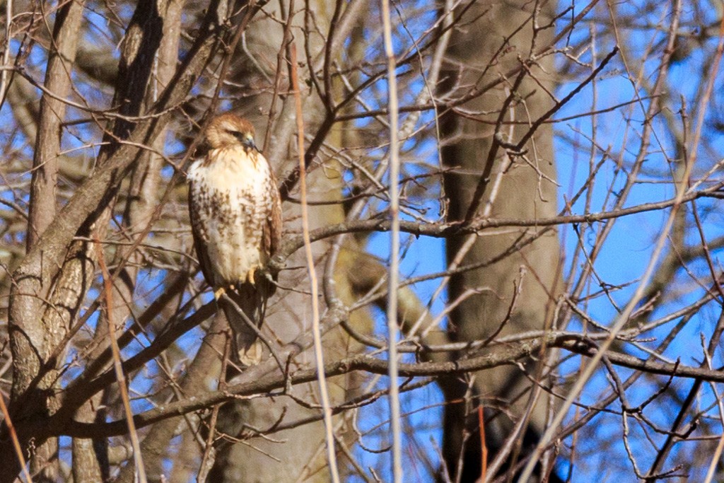Red-tailed Hawk - ML88746901