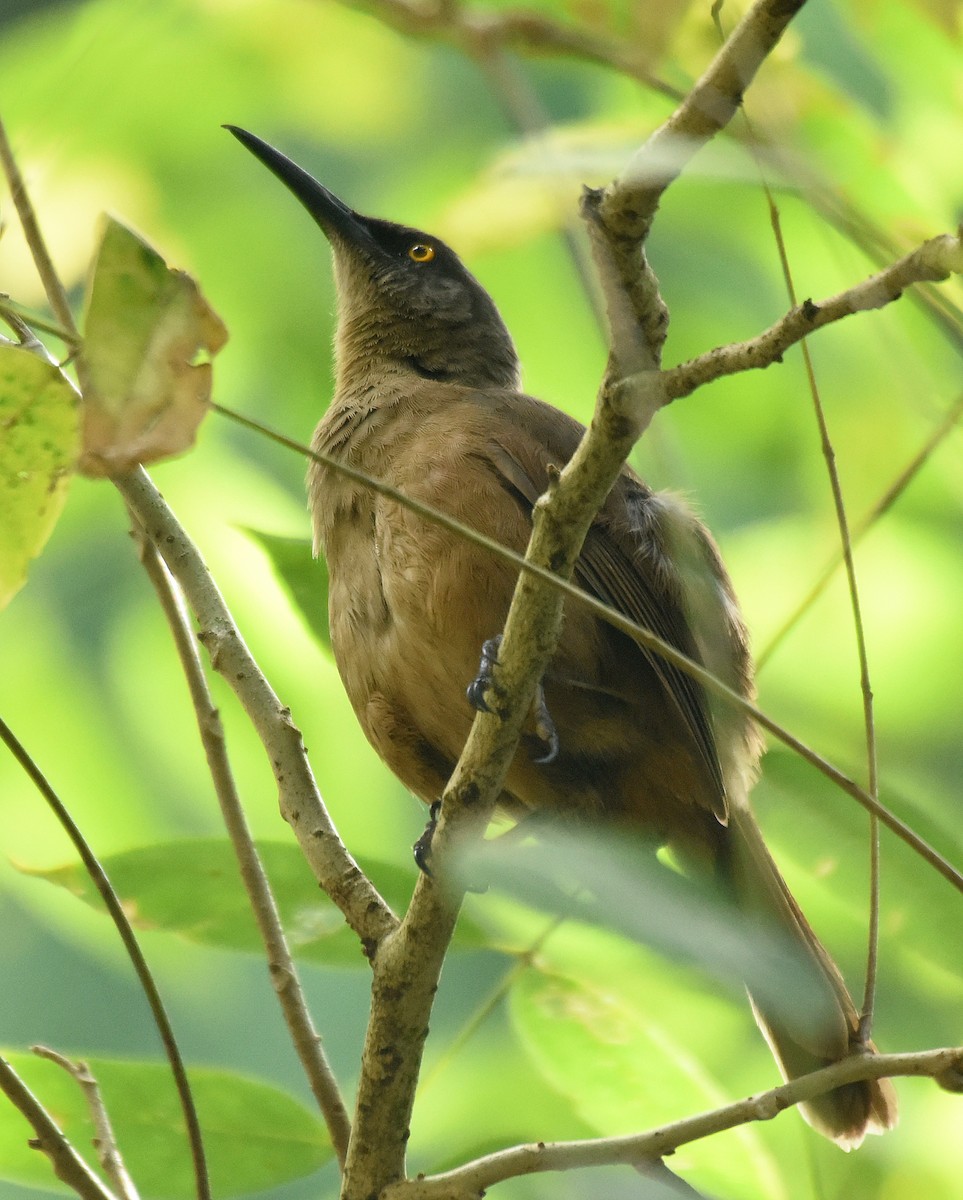 Brown Trembler - Steven Mlodinow