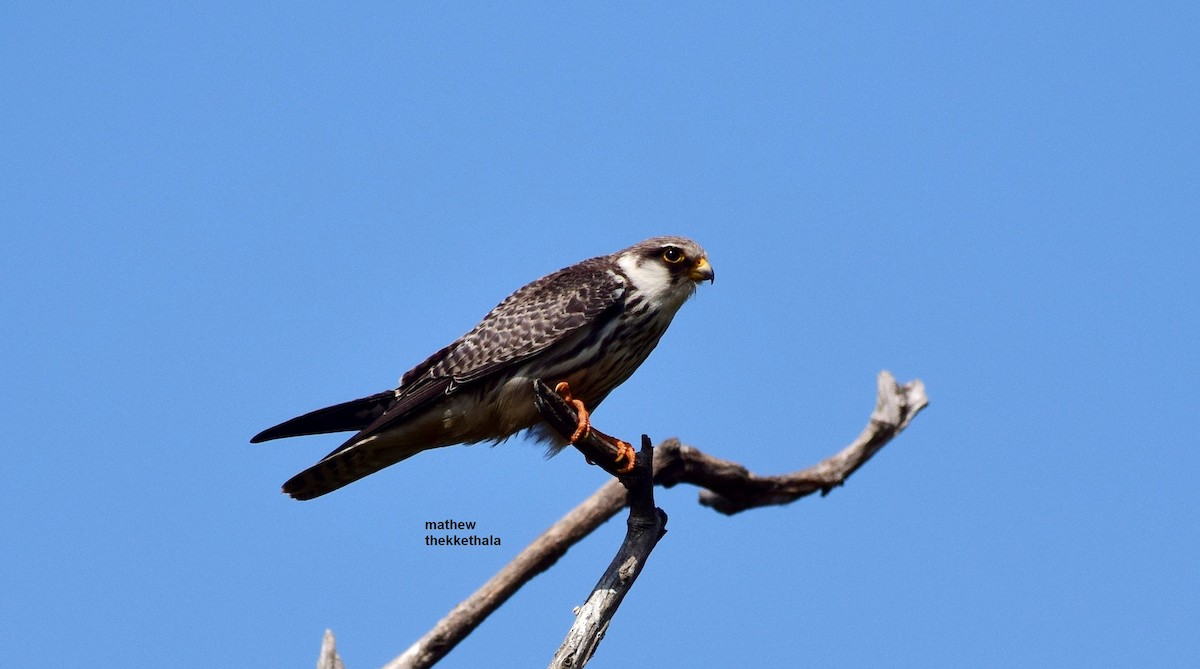 Amur Falcon - ML88748041