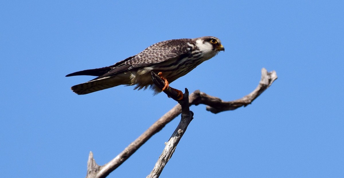 Amur Falcon - ML88748131