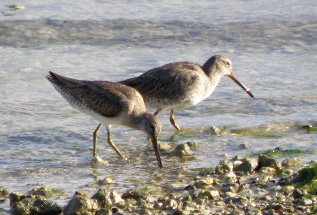 Short-billed Dowitcher - ML88749991