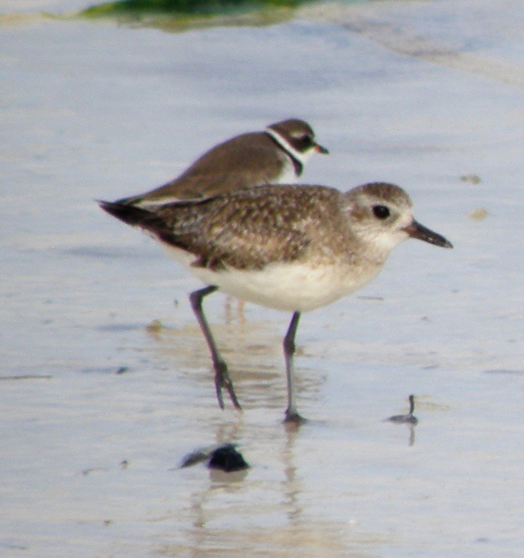 Black-bellied Plover - ML88750011