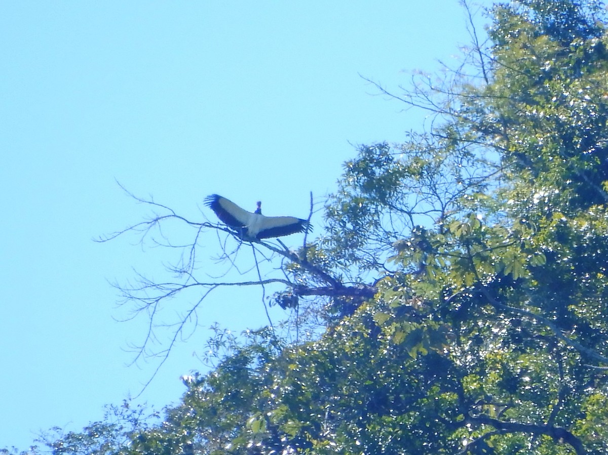 King Vulture - ML88750591