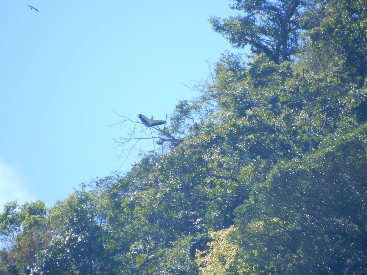 King Vulture - ML88750621