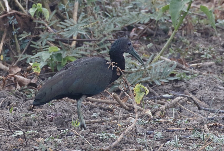 ibis zelený - ML88750751