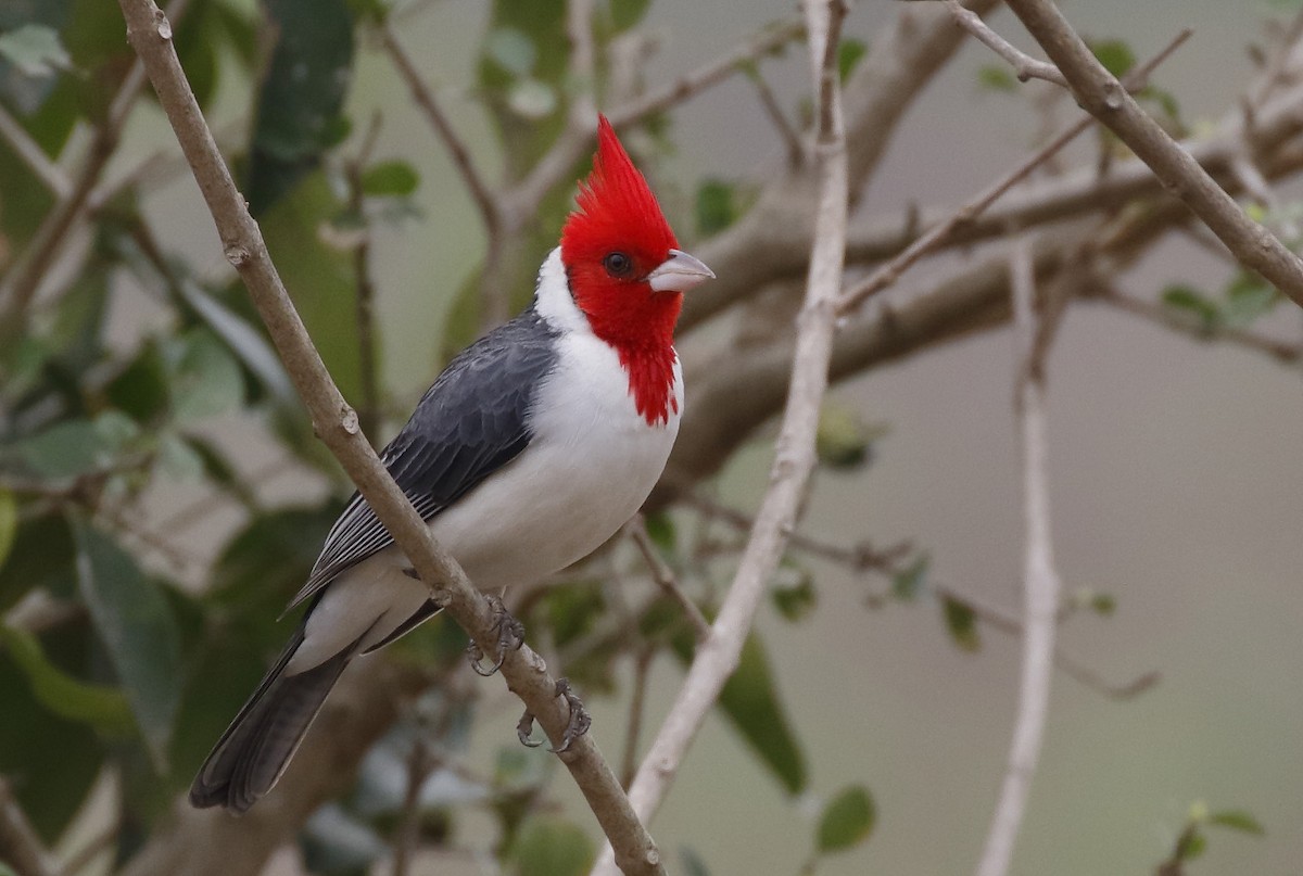 Red-crested Cardinal - Dave Curtis