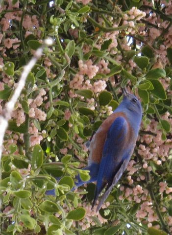 Western Bluebird - ML88751701