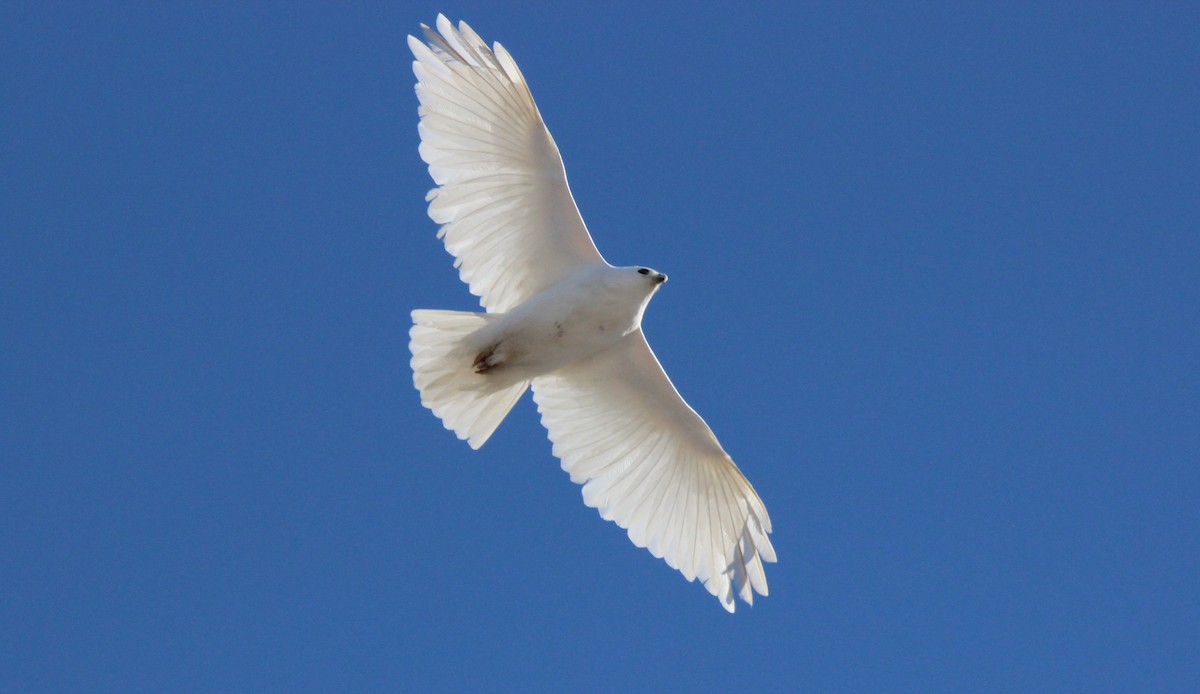 hawk sp. - ML88752431