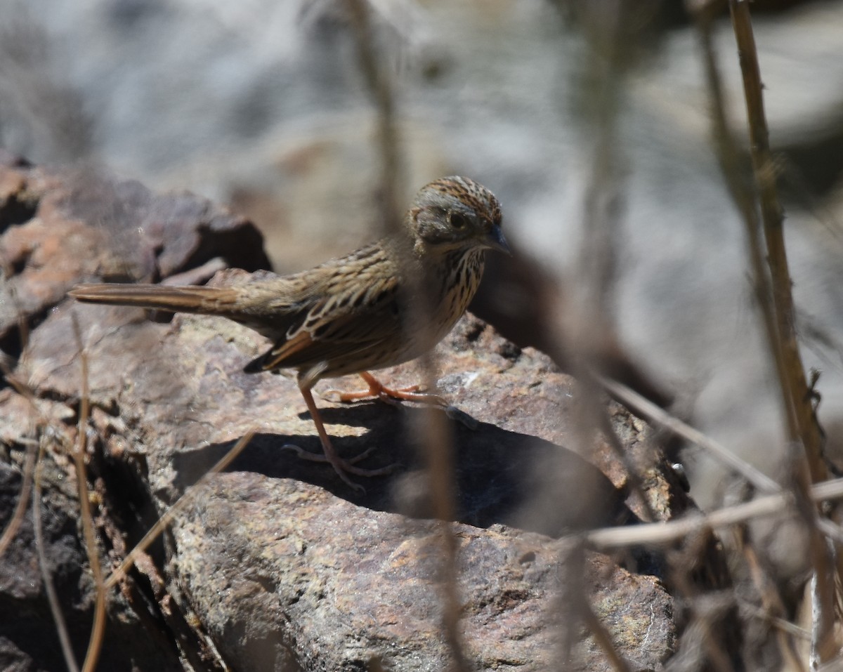 Lincoln's Sparrow - Andy Reago &  Chrissy McClarren